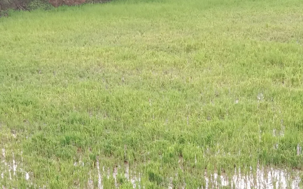 Heavy damage to paddy crops by cows in Gunji area