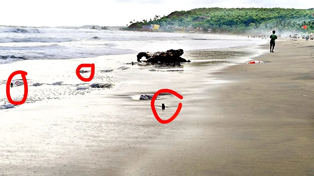 हरमल किनारी भागात लाकडी ओंडके, खुंट धोकादायक स्थितीत Harmal Coastal area wooden boats, stilts in dangerous condition