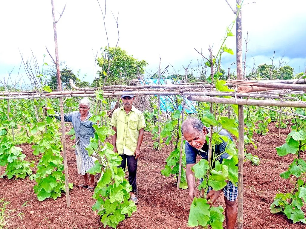 On the plateau of Fermagudi.. Cucumber fields are blooming..!