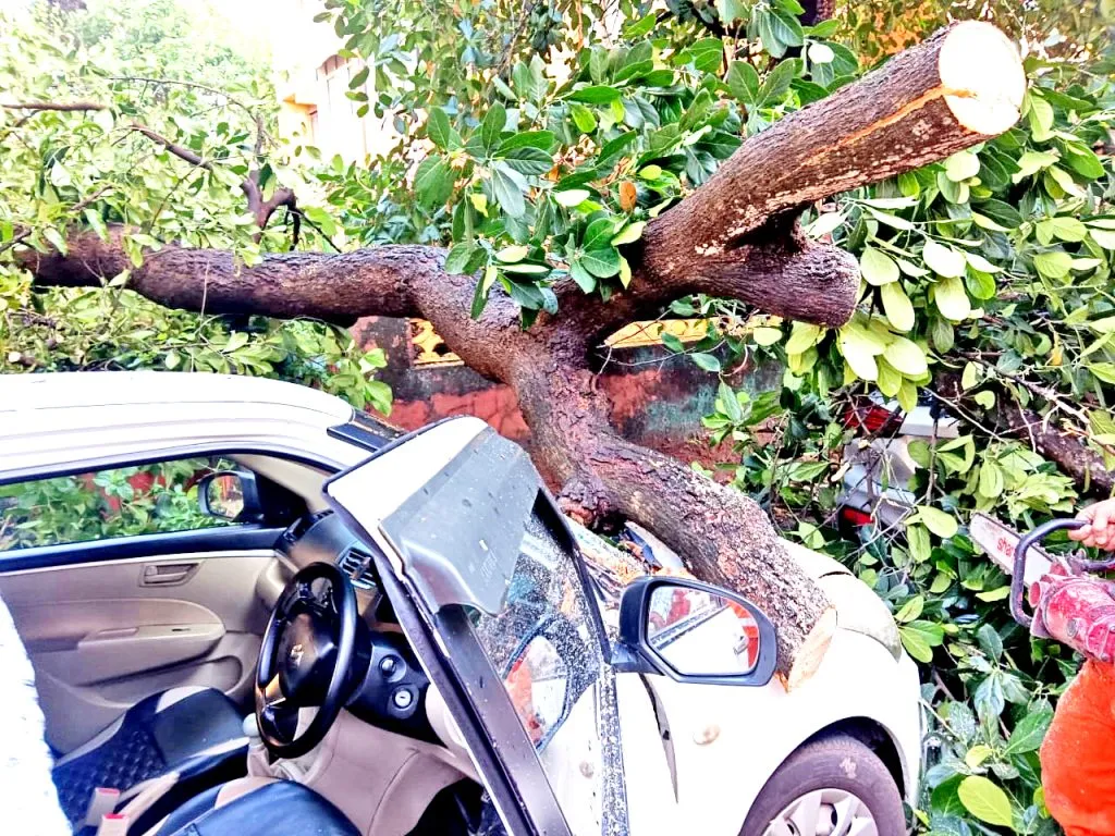 5 lakhs damage caused by a tree falling on two cars in Margaon
