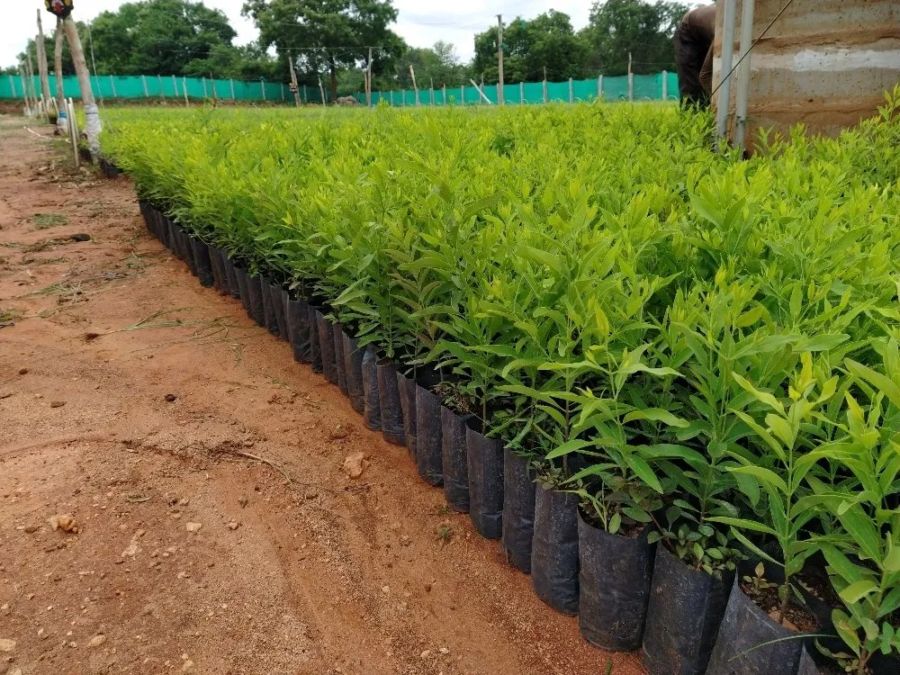 Greenery will grow in Belgaum division