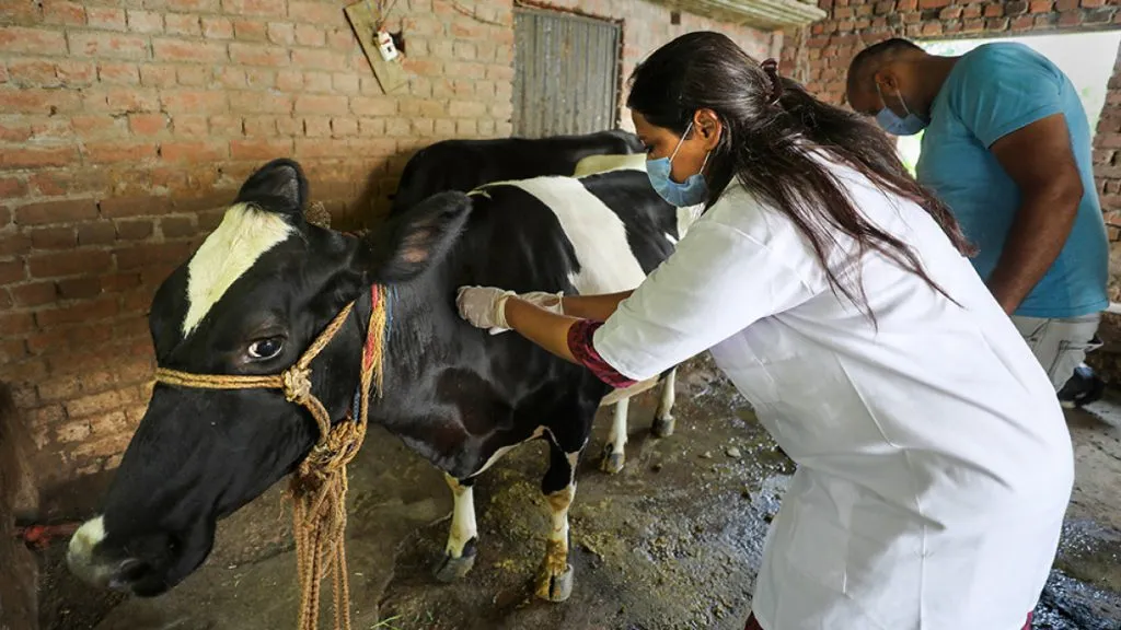 Vaccination against diphtheria by animal husbandry