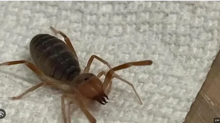 सापाला मारणारा किडा The worm that kills the snake