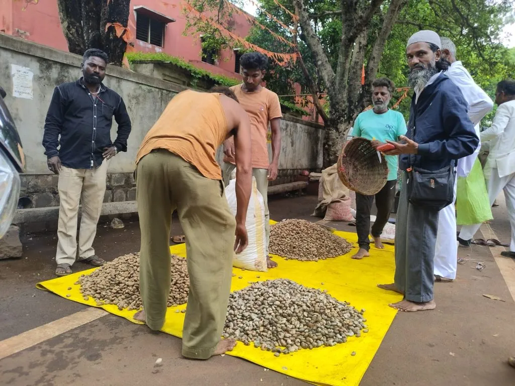काजूचा हंगाम संपला, दरात वाढ Cashew season over, price hike