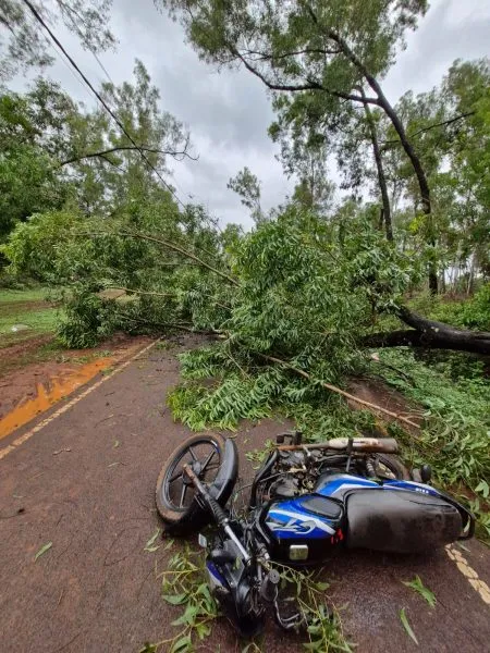 Two youths were killed when a tree fell on their motorcycle
