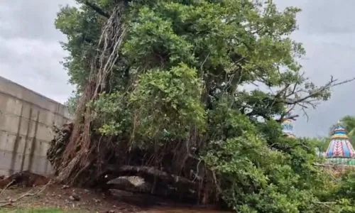 पाचशे वर्षांचा जुना वड कोसळला! या वृक्षासाठी कायदाही बदलावा लागला…भोसे वासियांना अतिव दु:ख Sangli Bhose