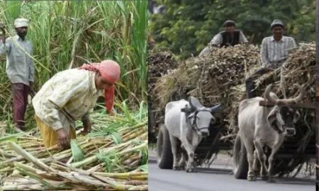 ‘एफआरपी’ला तोडणी, वाहतूक खर्चाची कात्री; कारखाना व्यवस्थापन खर्च लादला जातोय तोडणी, वाहतूक खर्चात FRP cut transport costs Factory management transportation costs