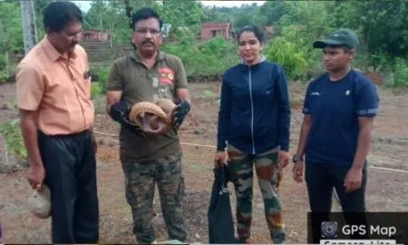 विहिरीत अडकलेल्या खवले मांजराला वन विभागाकडून जीवदान