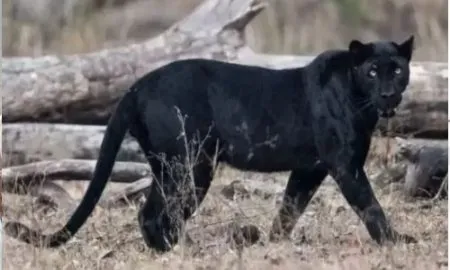 राजापुरात फासकीत अडकलेल्या ब्लॅक पँथरला जीवदान black panther