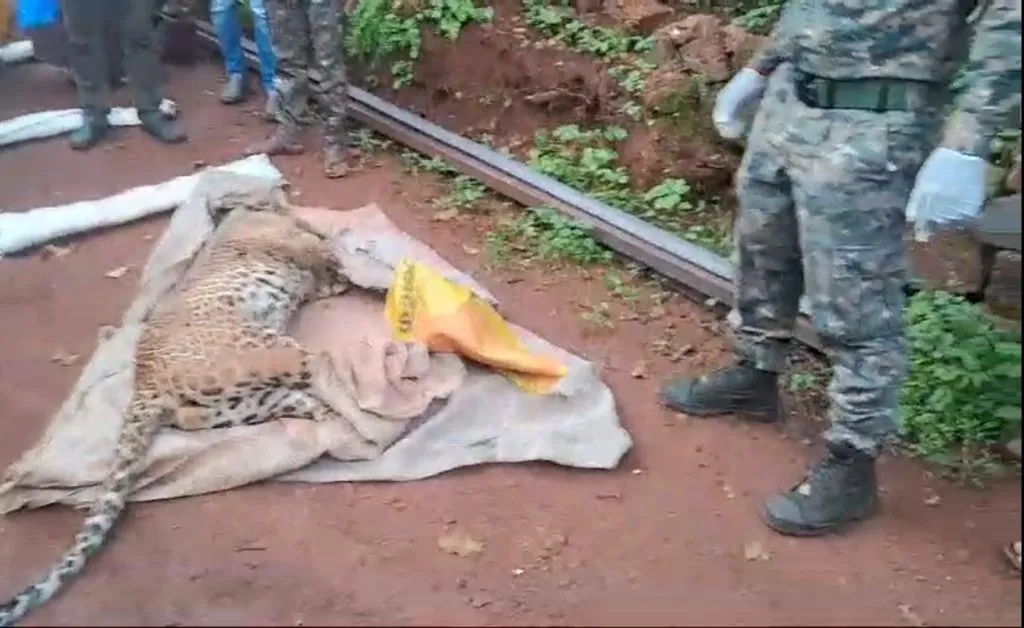 साखरपा जाधववाडी येथे जखमी अवस्थेतील बिबट्याचा मृत्यू! दोन जणांवर केला होता हल्ला