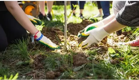 Social forestry will plant one and a half lakh saplings