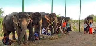 Apartment for elephants