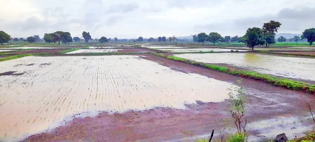 Better germination of rice with good rainfall
