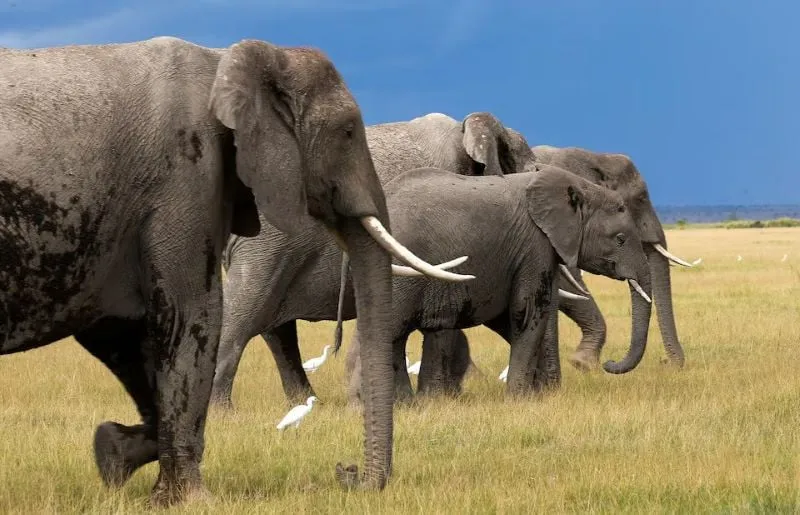 Elephants also have names like humans