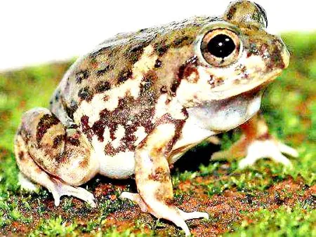 Action if poaching frogs