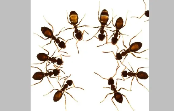 An ant that teaches life lessons