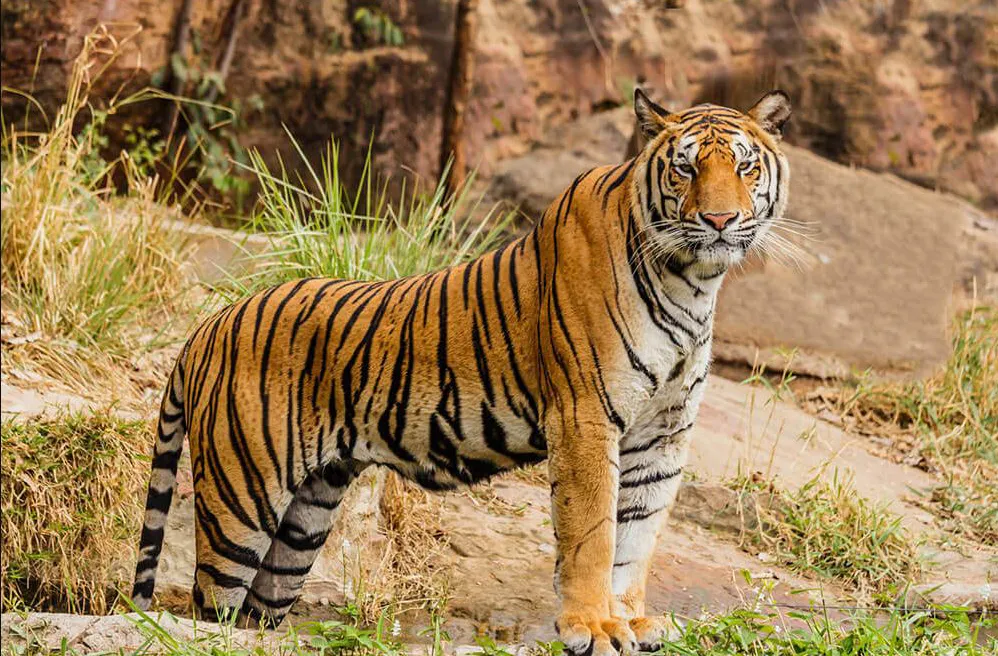 Translocation of eight tigers to Sahyadri Tiger Reserve