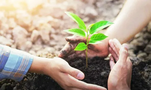 24 thousand saplings will be planted in the city area