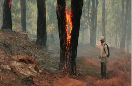 Massive fire in Udhampur forest in Kashmir