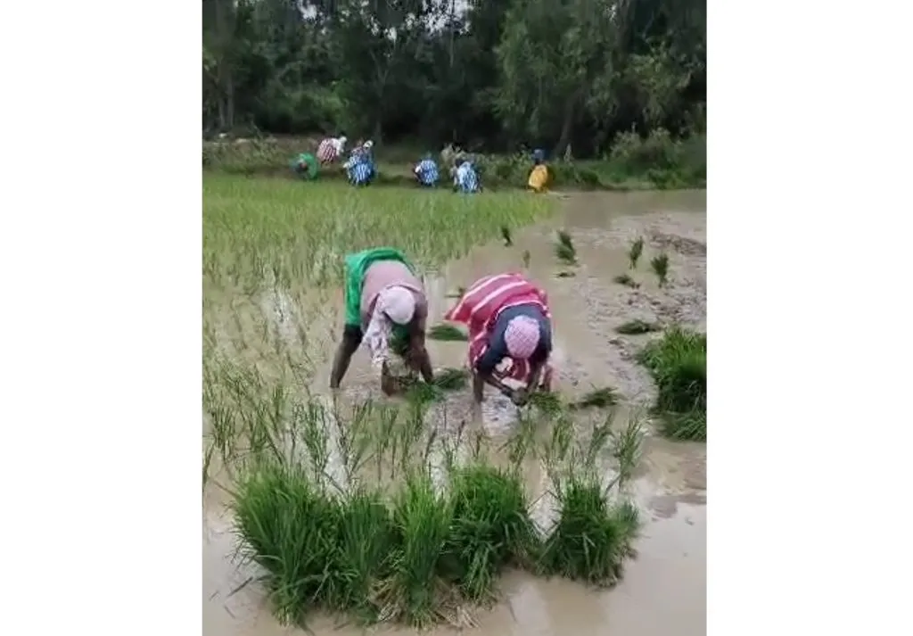 Planting of paddy plant started due to heavy rains