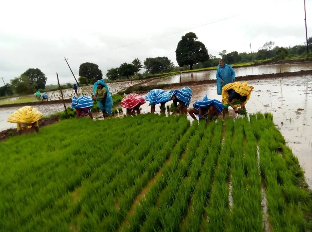 जांबोटी-कणकुंबी भागात भातरोप लागवडीला वेग Acceleration of paddy cultivation in Jamboti-Kankumbi area