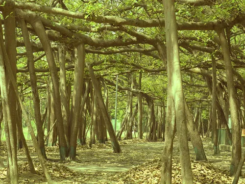 A tree of fifteen hundred years