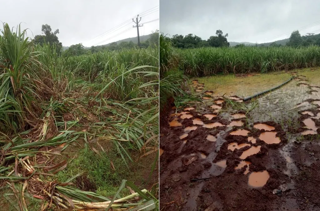 Damage to sugarcane and paddy crops by elephants at Nersa