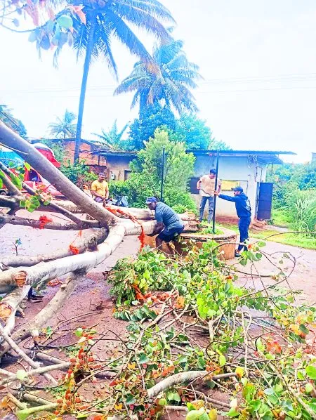 A pimpal tree fell at Sriram Chowk in Uchgaon Nagesnagar