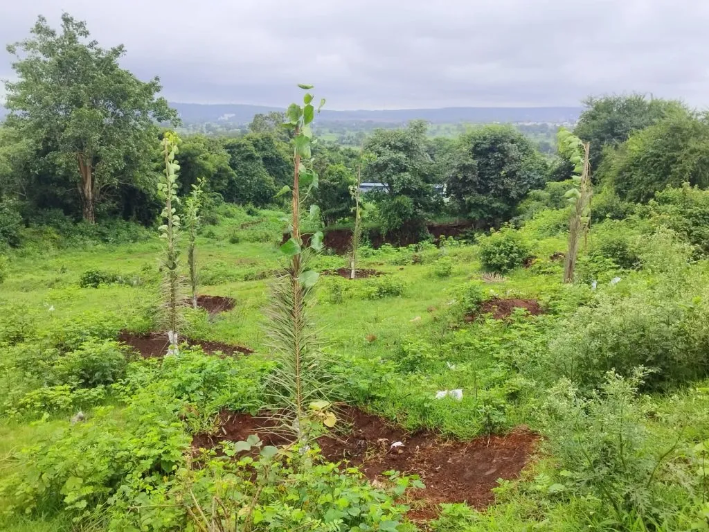 Acceleration of plantation through social forestry
