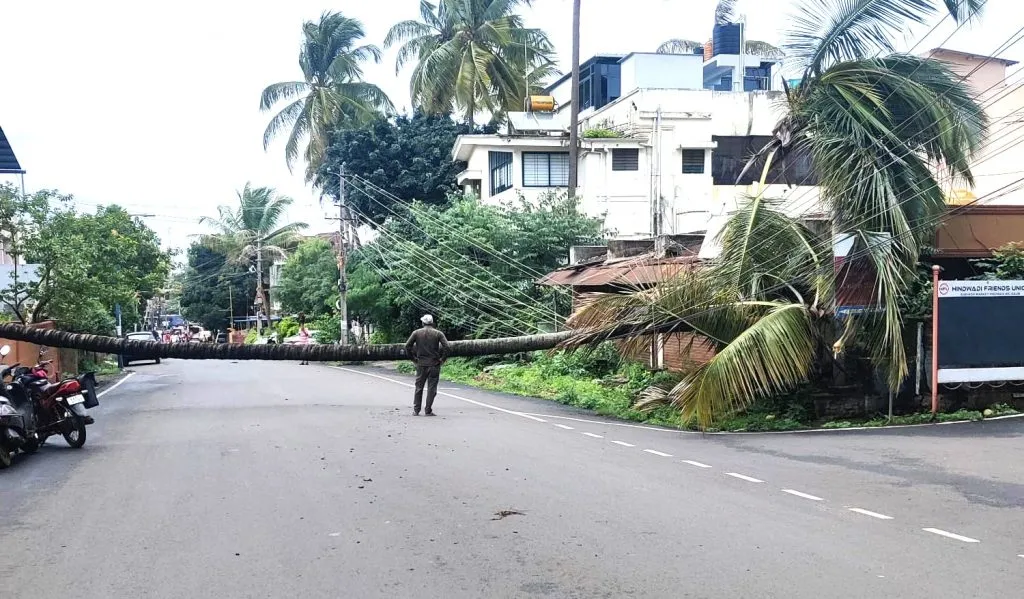 Coconut tree fell in Hindwadi