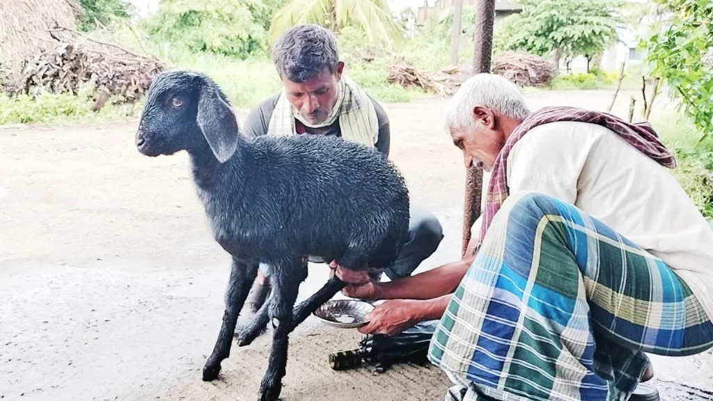 A three-month-old milking goat!