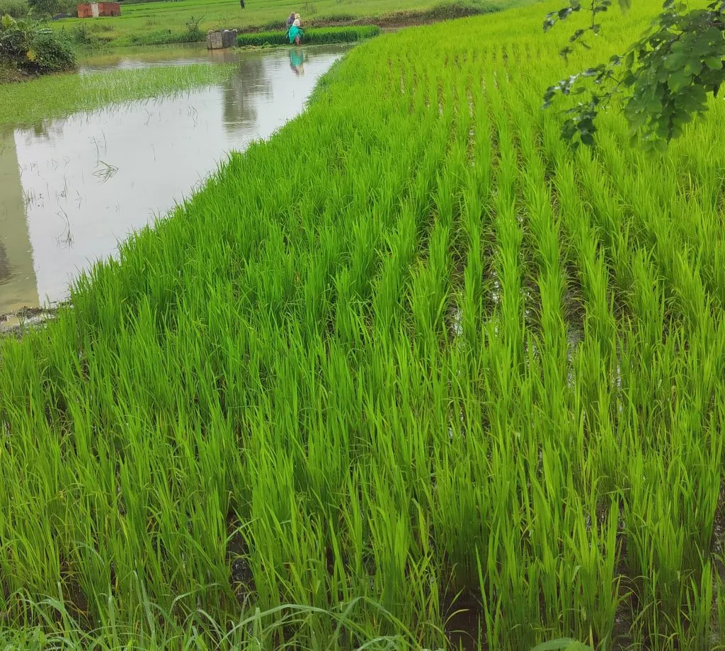 Sowing rice on 18 thousand hectares in Khanapur taluka