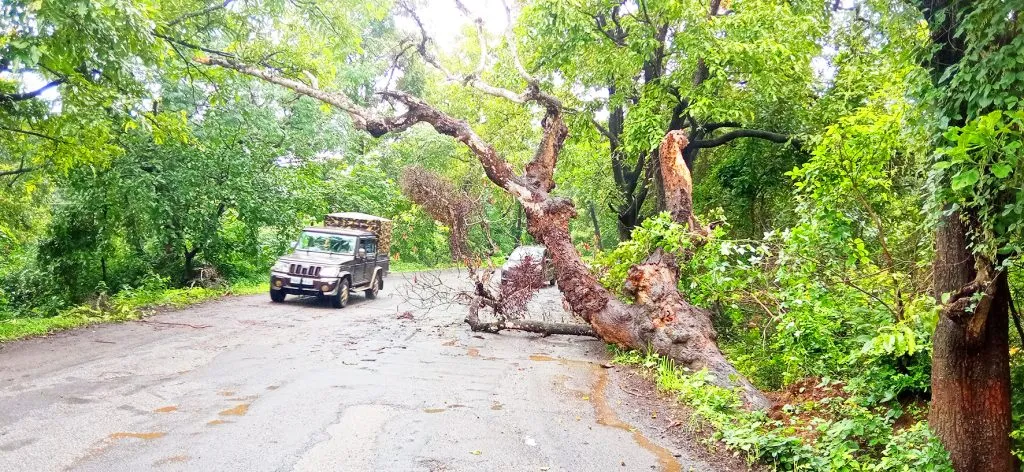 A tree fell on the road for the third time in one month