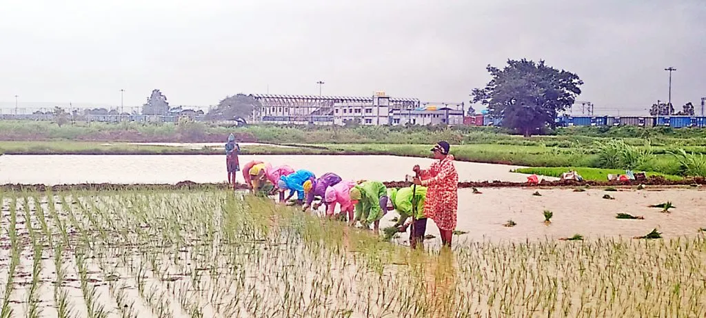 तालुक्याच्या पूर्व भागामध्ये रोप लागवडीला प्रारंभ Plantation has started in the eastern part of the taluka