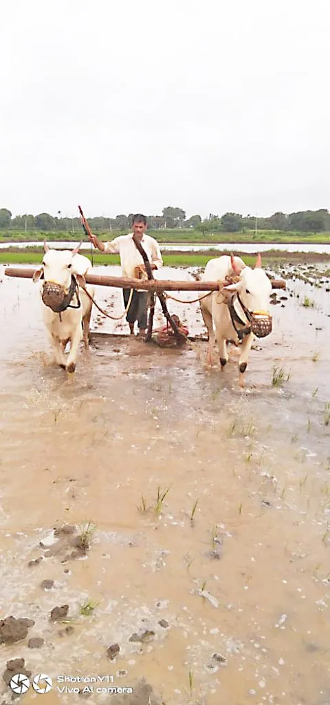 Due to the heavy rains, the tillage work of planting crops in the fields has been intensified