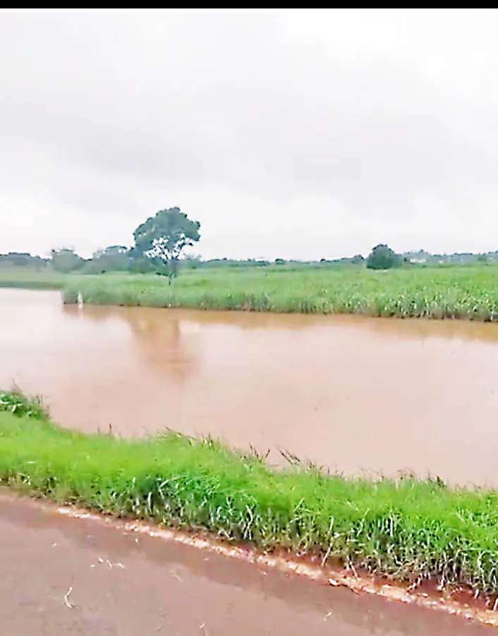 Rice in Sonoli Shivara, water in sugarcane crop