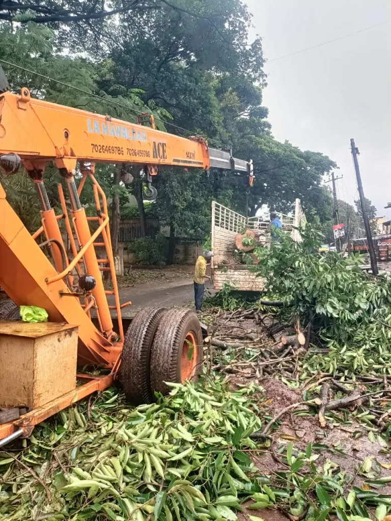 Dangerous tree near Majgaon Cross removed