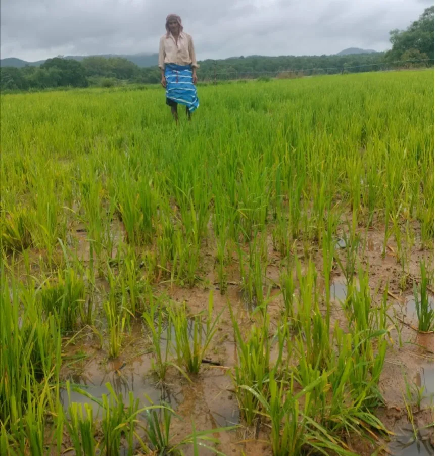 Heavy damage to paddy crops by gavireda at Jatga