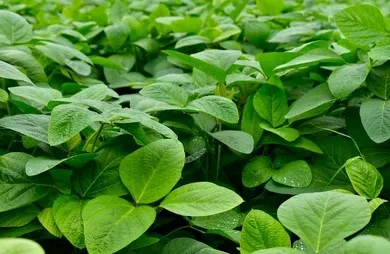 Insect infestation of soybean crops
