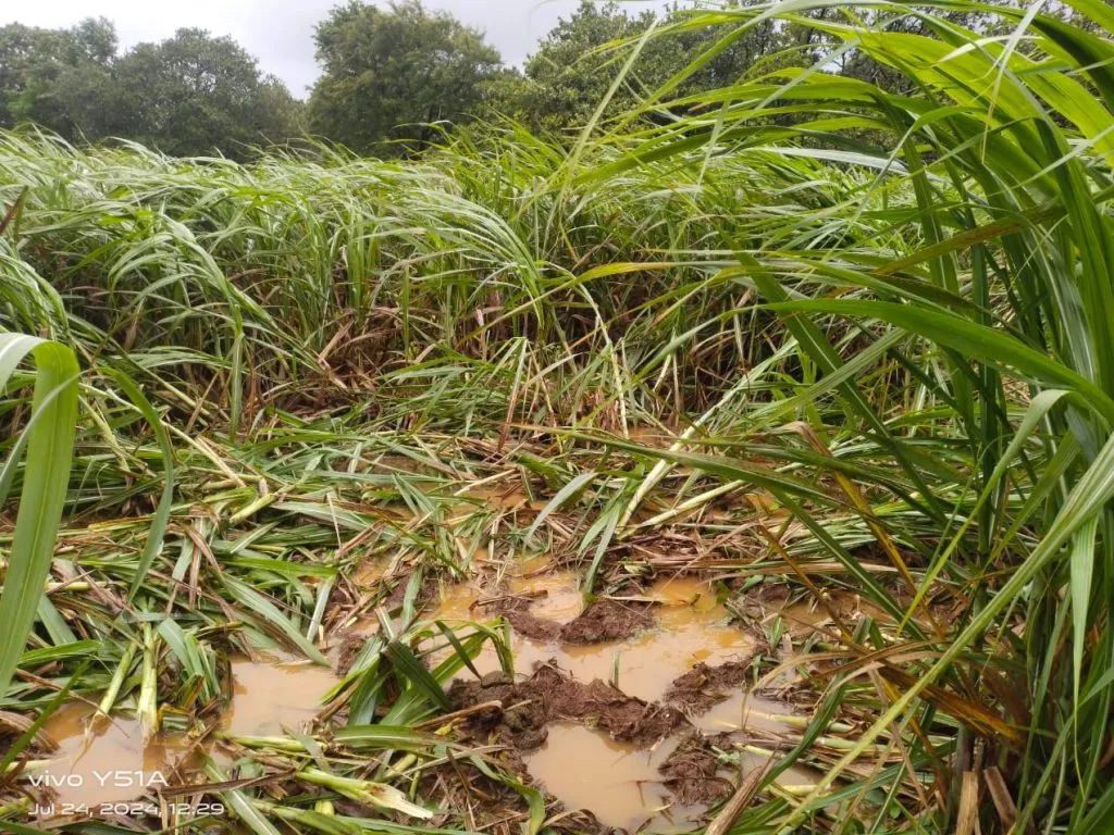 Tusker elephant poaching in Kalamani area