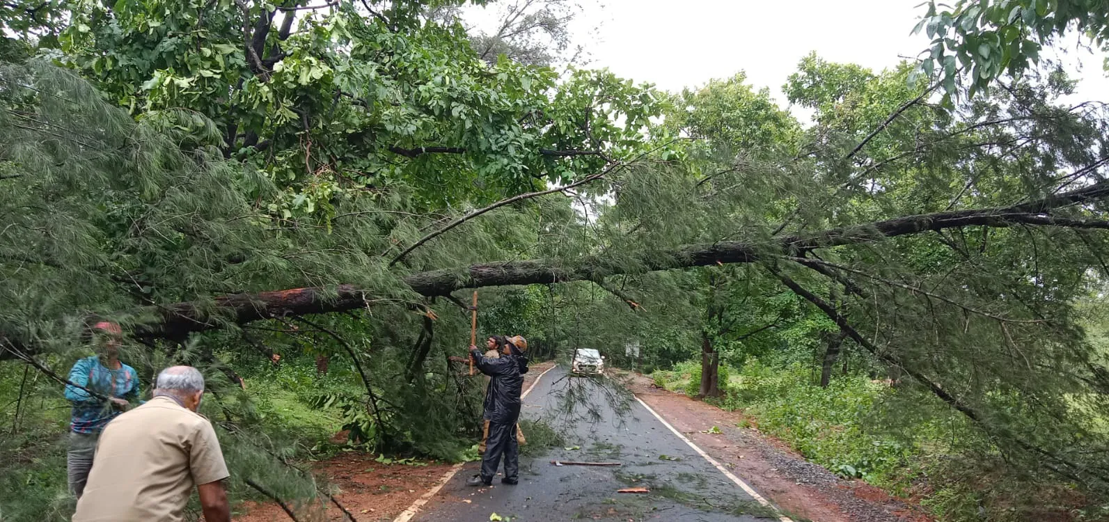 Tree Inconveniences Electricity supply interrupted due to fallen trees in rural areas ...