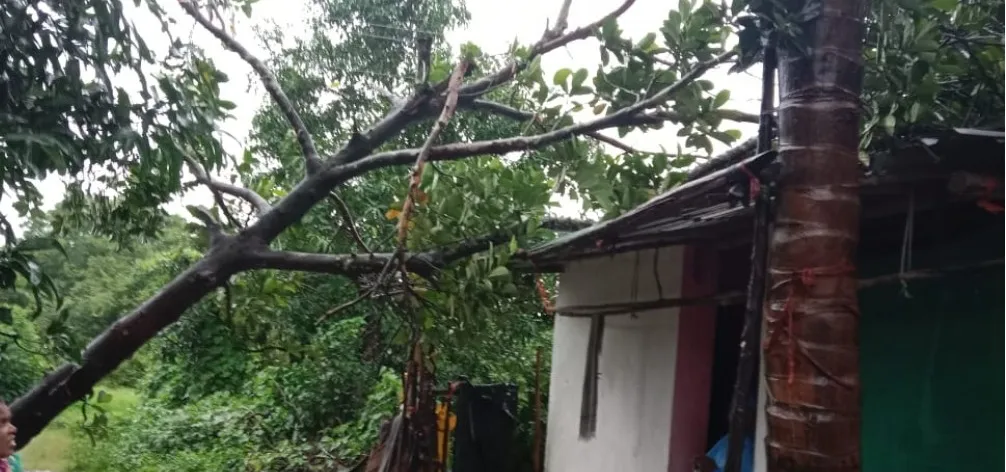 Damage caused by falling tree on house at Kasba Nandgarh