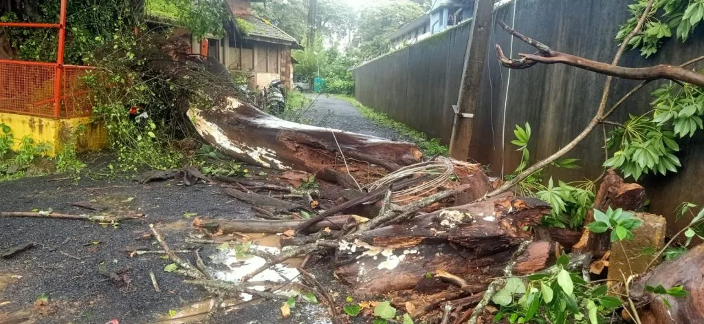 Fall of trees in various places due to rain