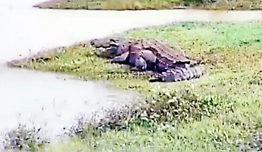 माटोळी मलप्रभा नदीत मगरीचा वावर : शेतकऱ्यांत घबराट Crocodile movement in Matoli Malprabha River: Panic among farmers