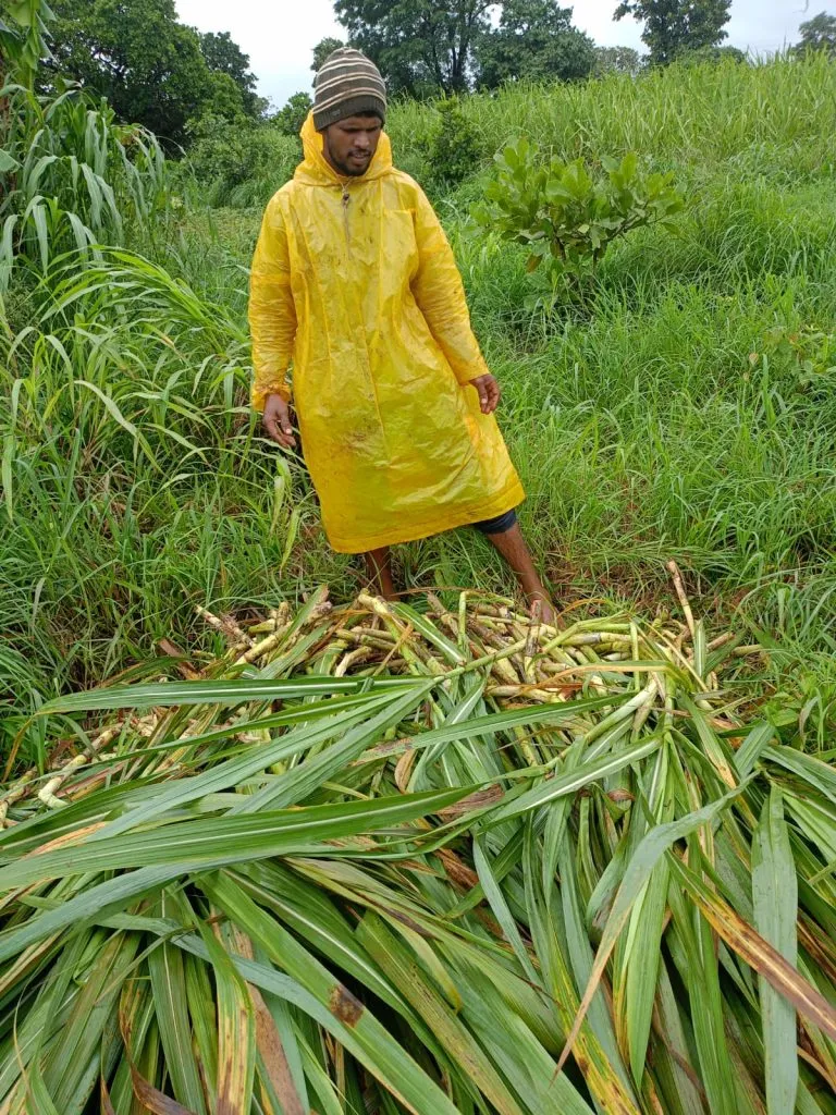 Major damage to sugarcane and paddy crops