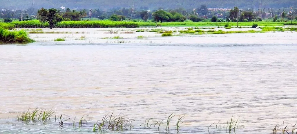 Paddy crops in Ballari Nala area in the east are under water