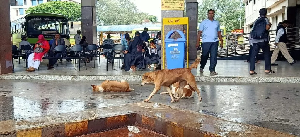 Stray dogs terrorize central bus stand