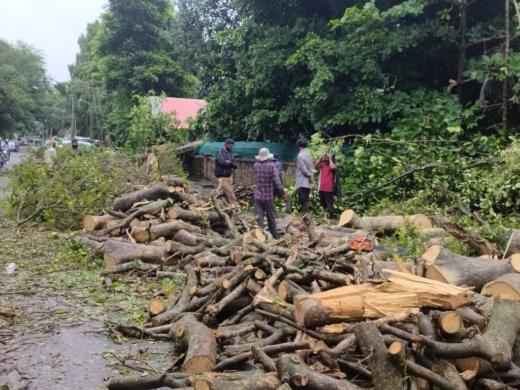 Start removal of dangerous trees in the city