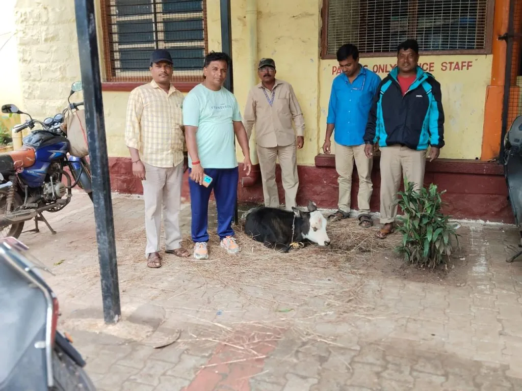 Municipal Corporation team seized the calf and sent it to the Goshala