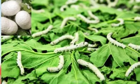 sericulture farmers Kolhapur district